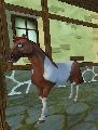 Amerikai Paint horse, tobiano